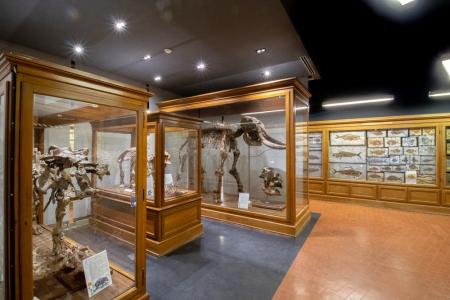 foto sala vertebrati foto sala vertebrati