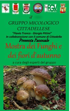 img-mostra-funghi-cittadella img-mostra-funghi-cittadella