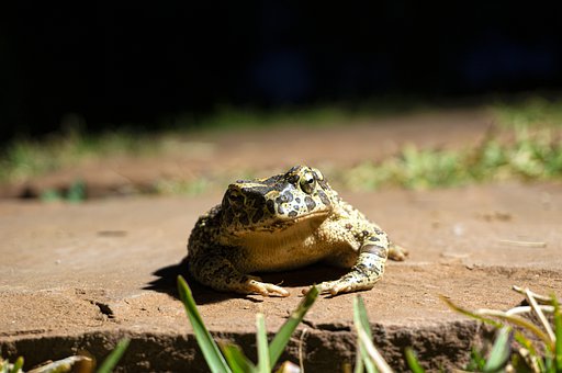 rana rana