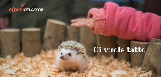 ci vuole tatto ci vuole tatto: mano di bambino che sta per accarezzare un riccio