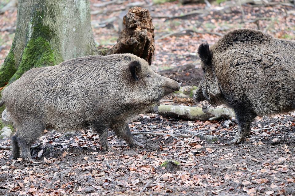 img richiesta risarcimento danni fauna selvatica