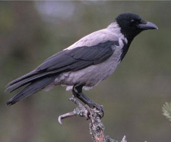img cornacchia img cornacchia