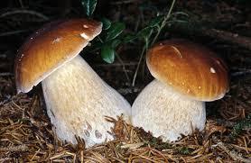 img bando contributi funghi img bando contributi funghi