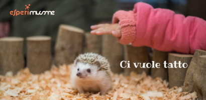 ci vuole tatto ci vuole tatto: mano di bambino che sta per accarezzare un riccio