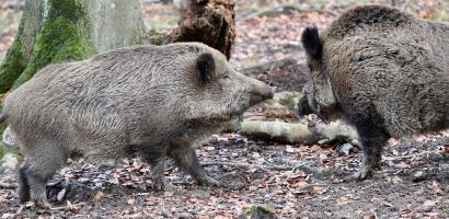 img richiesta risarcimento danni fauna selvatica