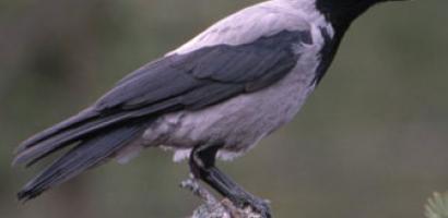 img cornacchia