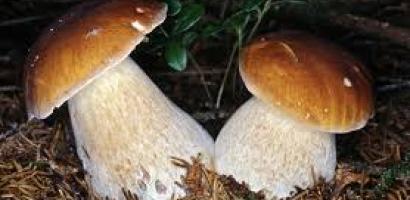 img bando contributi funghi img bando contributi funghi