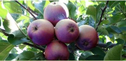 immagine frutta immagine frutta