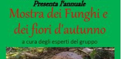 img-mostra-funghi-cittadella img-mostra-funghi-cittadella